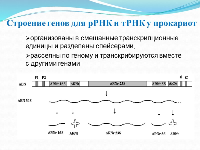 Строение генов для рРНК и тРНК у прокариот  организованы в смешанные транскрипционные единицы